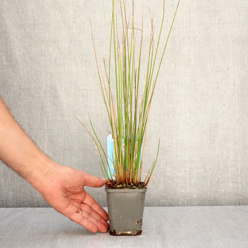 Spécimen de Juncus effusus - Jonc diffus Godet de 8/9 cm tel que livré en automne