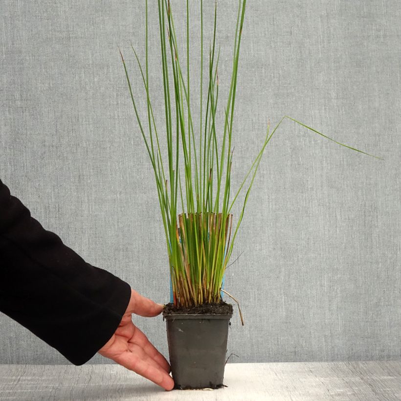 Spécimen de Juncus effusus - Jonc diffus Godet de 8/9 cm tel que livré au printemps