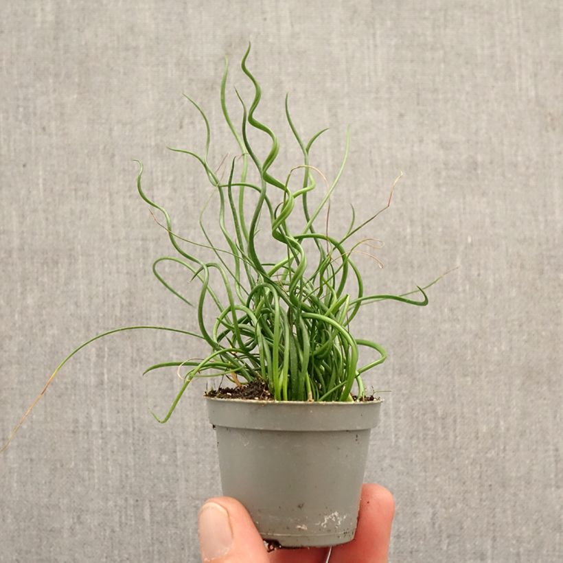 Spécimen de Juncus effusus Spiralis - Jonc spiralé Mini-plante tel que livré au printemps