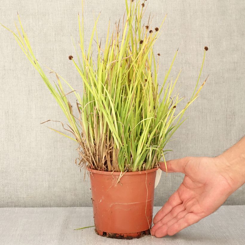 Spécimen de Juncus ensifolius Pot de 1L/1,5L tel que livré en été