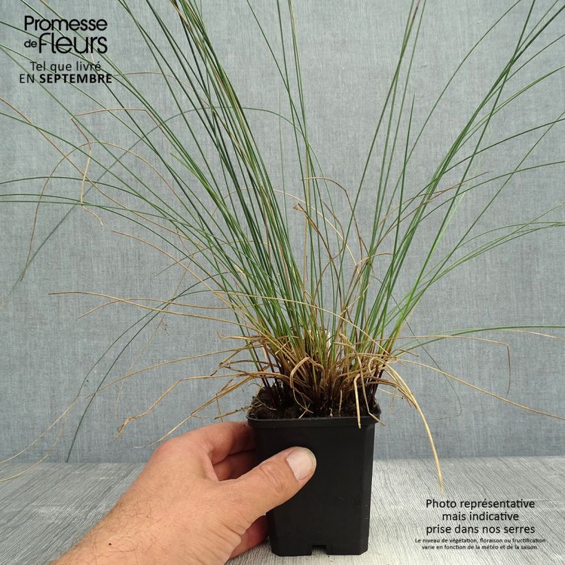 Spécimen de Juncus inflexus - Jonc des jardiniers Godet de 8/9 cm tel que livré en automne