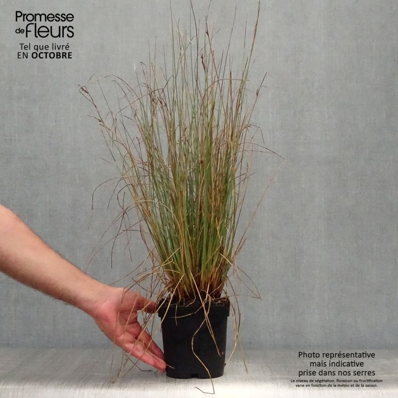 Spécimen de Juncus inflexus - Jonc des jardiniers Pot de 2L/3L tel que livré en automne