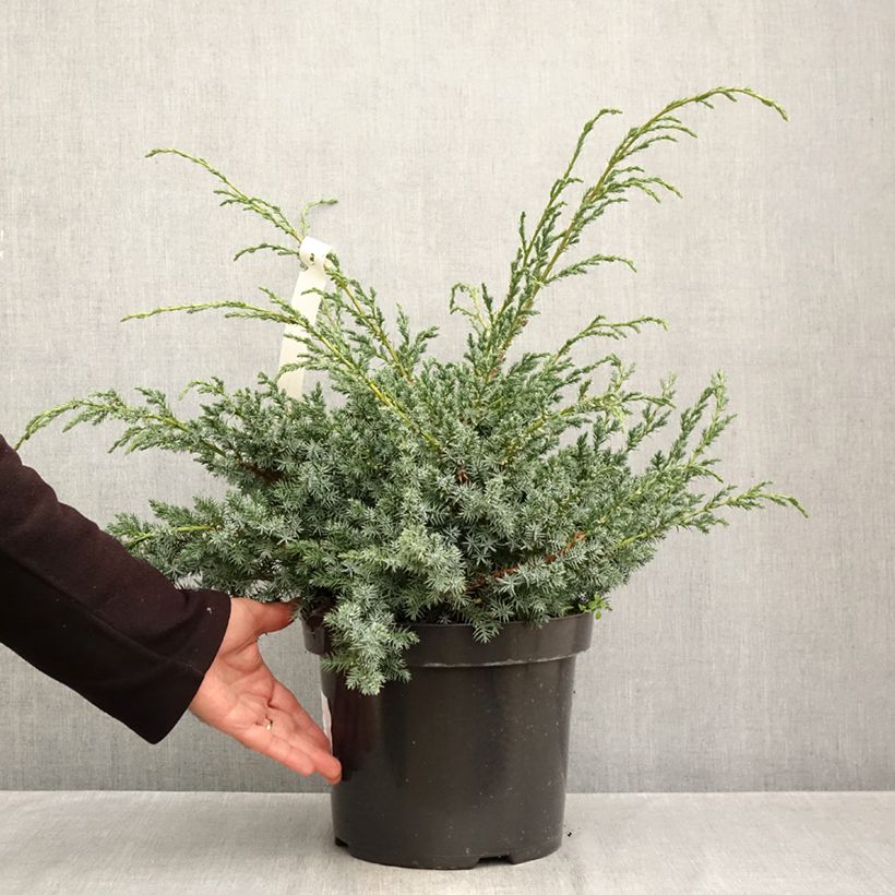 Spécimen de Juniperus chinensis Blue Alps - Genévrier de Chine Pot de 7,5L/10L tel que livré en automne