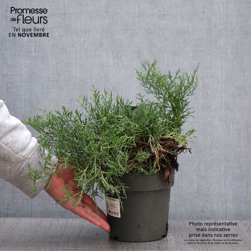 Spécimen de Juniperus chinensis Golden Saucer - Genévrier hybride Pot de 2L/3L tel que livré en automne