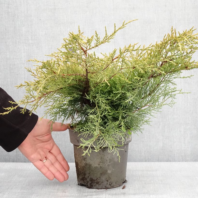 Spécimen de Juniperus chinensis Golden Saucer - Genévrier hybride Pot de 2L/3L tel que livré en hiver