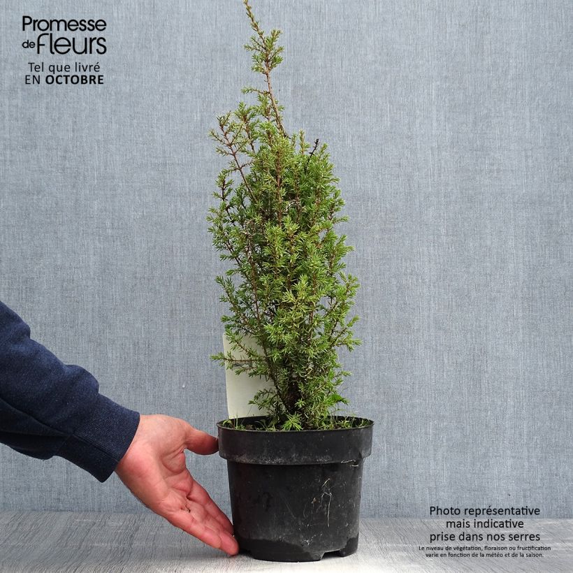 Spécimen de Juniperus communis Arnold - Genévrier commun Pot de 2L/3L tel que livré en automne