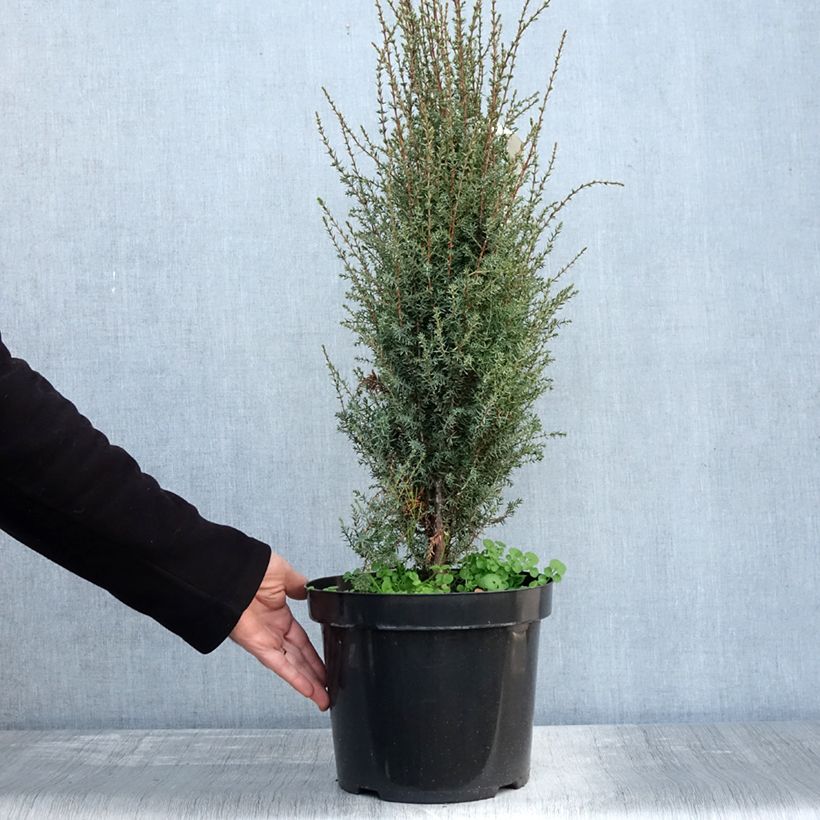 Spécimen de Juniperus communis Arnold - Genévrier commun Pot de 7,5L/10L tel que livré en automne