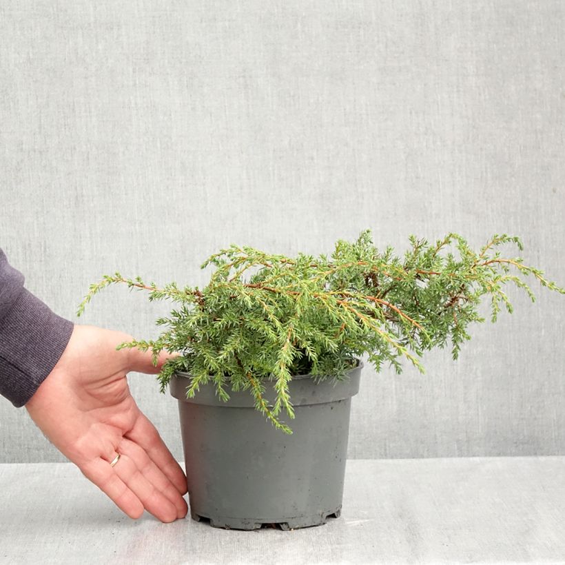 Spécimen de Juniperus communis Hornibrookii - Genévrier commun                Pot de 1,5L/2L tel que livré en automne