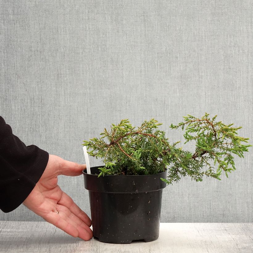Spécimen de Juniperus communis Hornibrookii - Genévrier commun                Pot de 1,5L/2L tel que livré au printemps