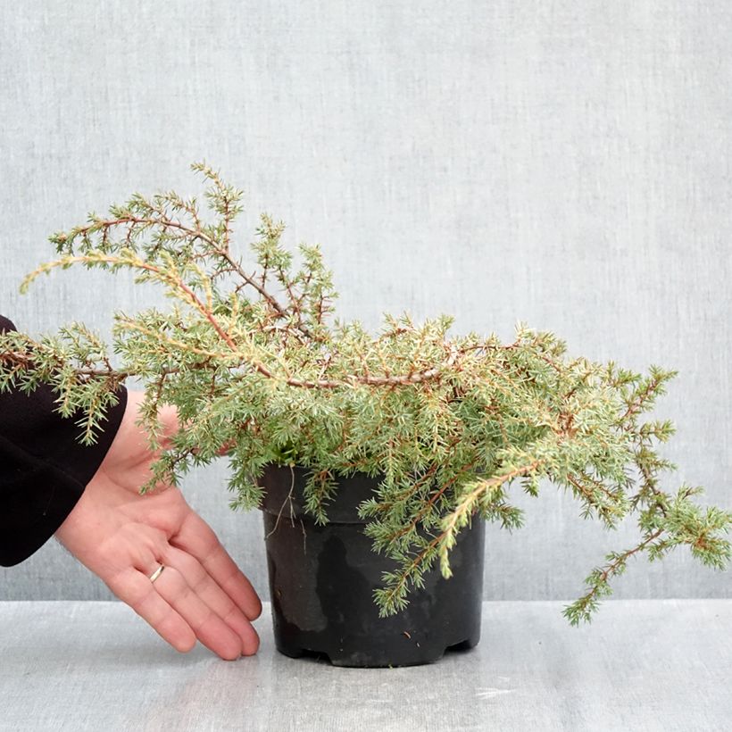 Spécimen de Juniperus communis Hornibrookii - Genévrier commun                Pot de 2L/3L tel que livré en automne
