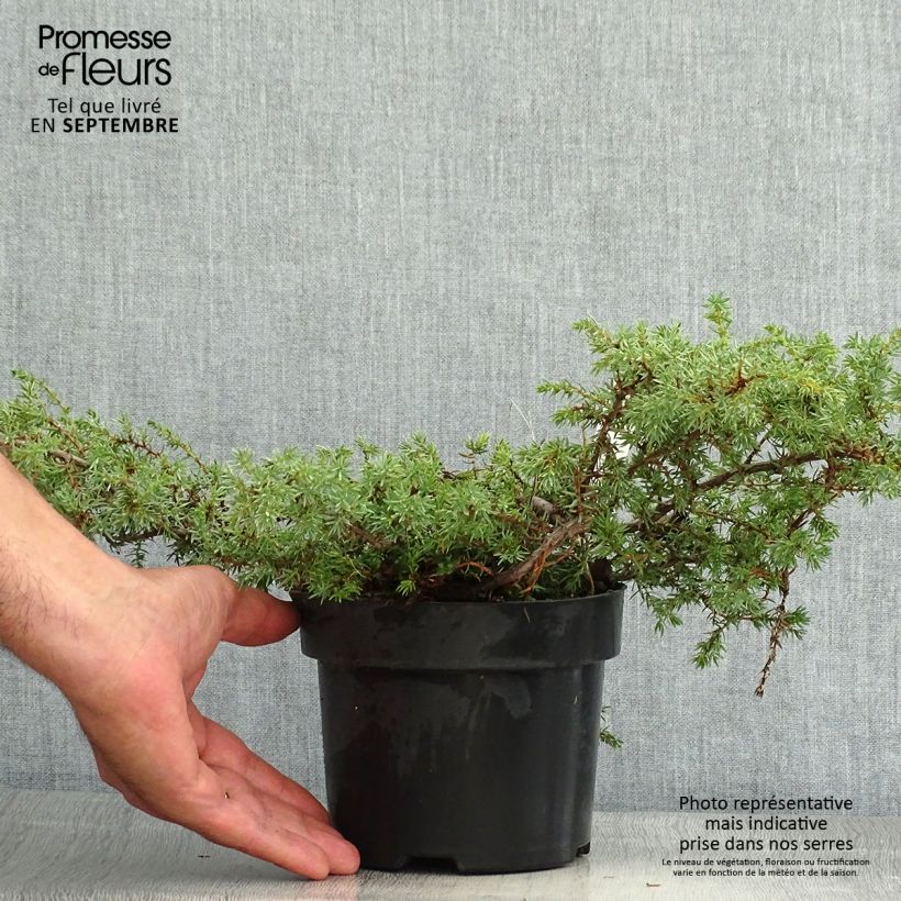 Spécimen de Juniperus communis Hornibrookii - Genévrier commun                Pot de 2L/3L tel que livré en été