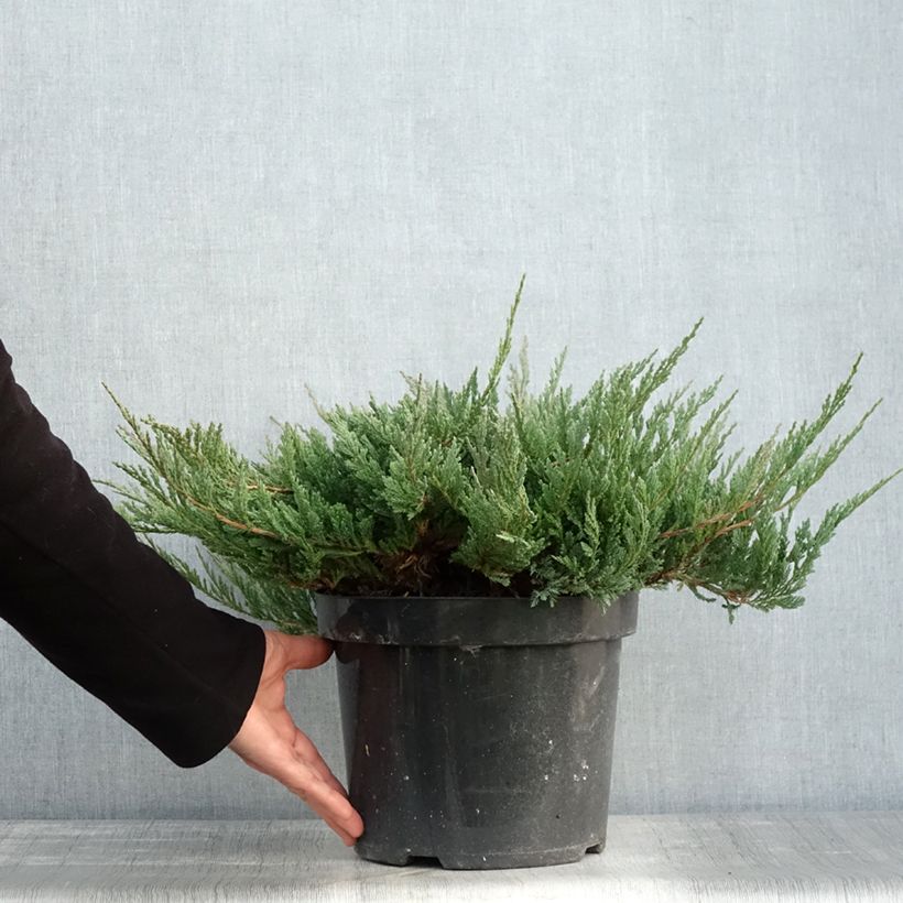 Spécimen de Juniperus horizontalis Blue Chip - Genévrier rampant               Pot de 7,5L/10L, Largeur 40cm tel que livré en automne
