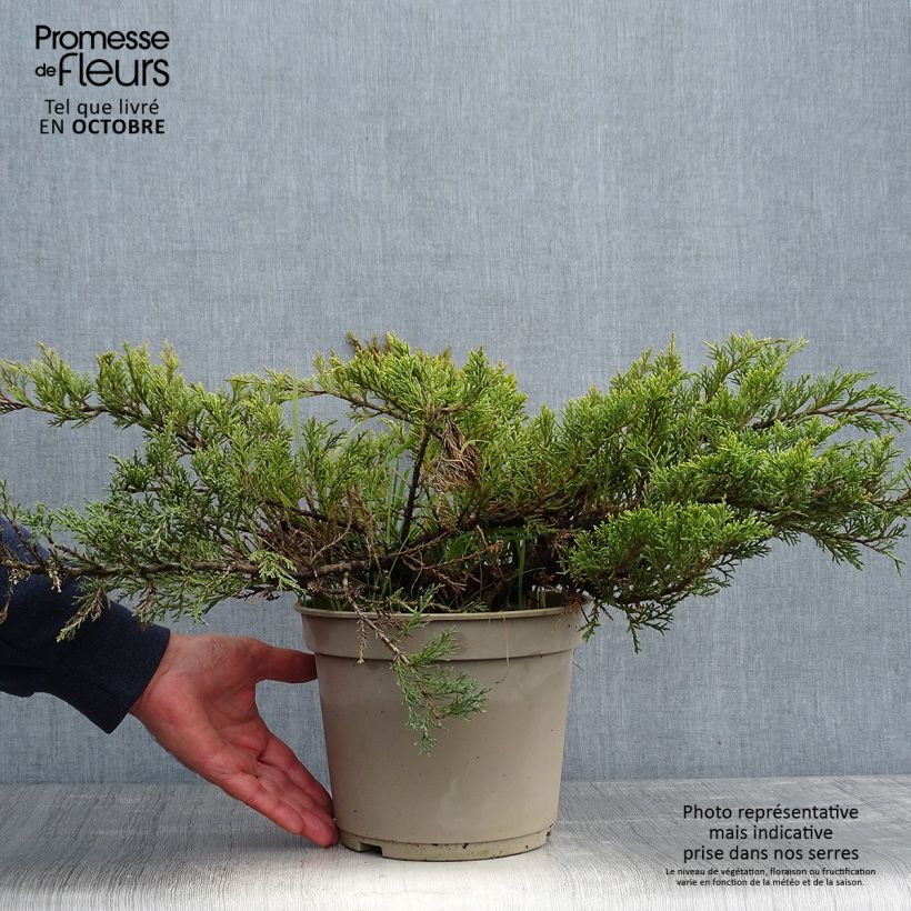 Spécimen de Juniperus sabina Rockery Gem - Genévrier sabine                   Pot de 4L/5L tel que livré en automne