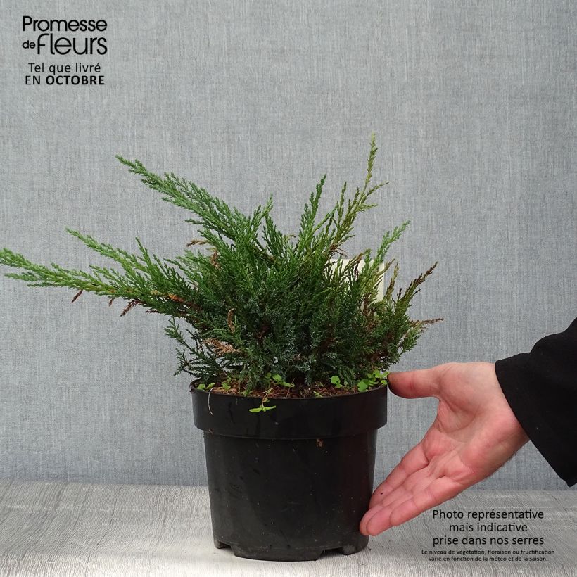 Spécimen de Juniperus sabina Tamariscifolia - Genévrier sabine Pot de 2L/3L tel que livré en automne
