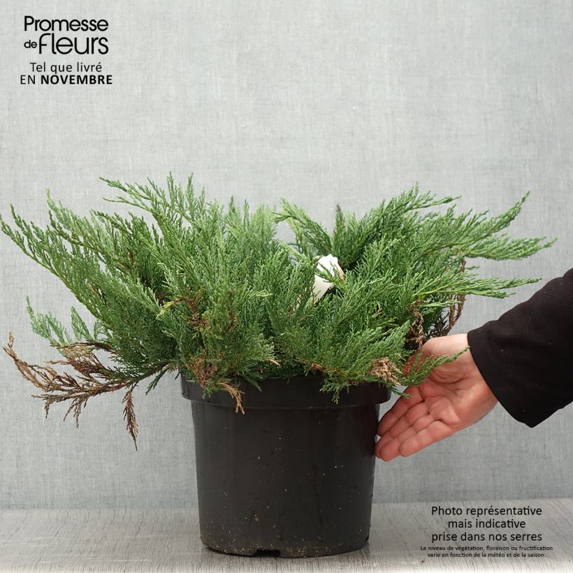 Spécimen de Juniperus sabina Tamariscifolia - Genévrier sabine Pot de 7,5L/10L tel que livré en automne