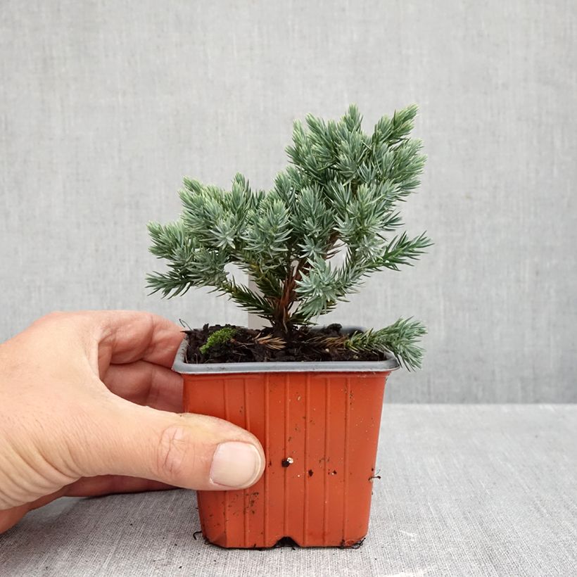 Spécimen de Juniperus squamata Blue Star - Genévrier écailleux Godet de 8/9 cm tel que livré en automne