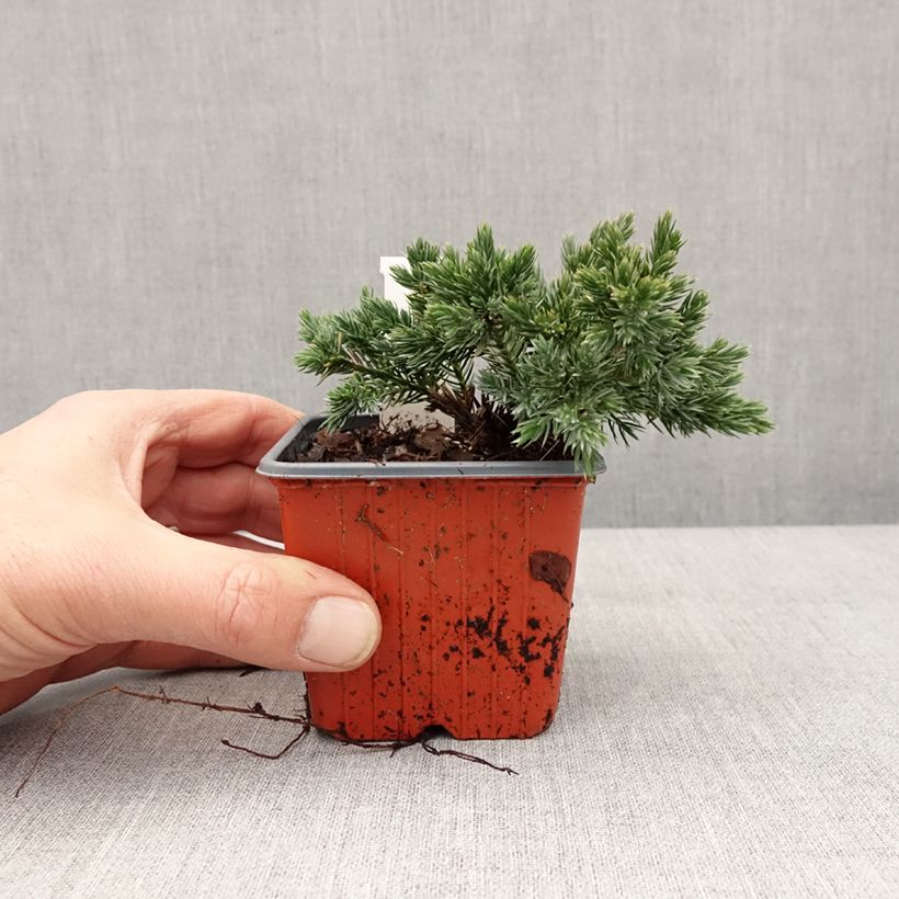 Spécimen de Juniperus squamata Blue Star - Genévrier écailleux Godet de 8/9 cm tel que livré en hiver