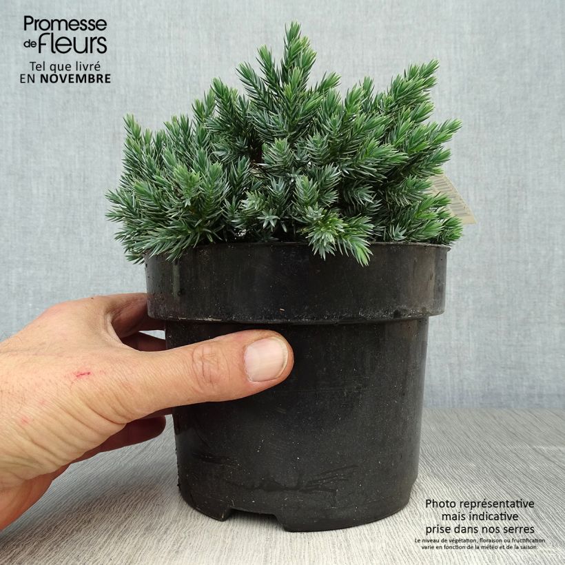 Spécimen de Juniperus squamata Blue Star - Genévrier écailleux Pot de 2L/3L tel que livré en automne