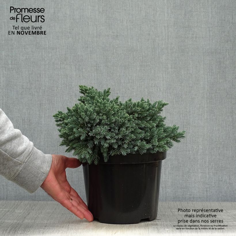 Spécimen de Juniperus squamata Blue Star - Genévrier écailleux Pot de 3L/4L tel que livré en automne