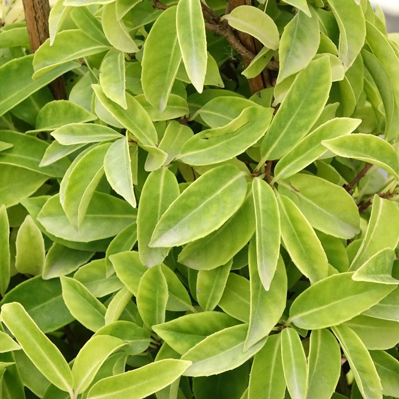 Kadsura japonica - Kadsura du Japon (Feuillage)