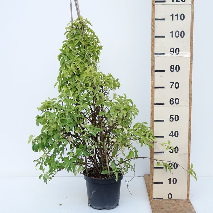 Spécimen de Kadsura japonica - Kadsura du Japon Pot de 6L/7L tel que livré en automne