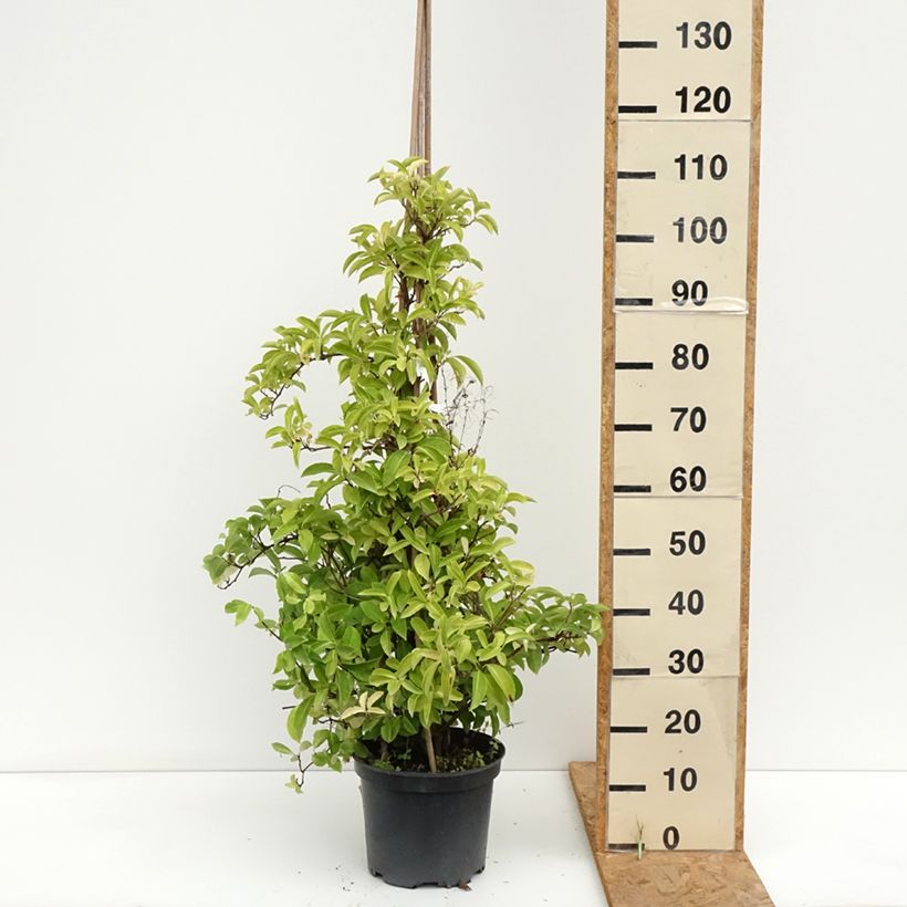 Spécimen de Kadsura japonica - Kadsura du Japon Pot de 6L/7L tel que livré en été