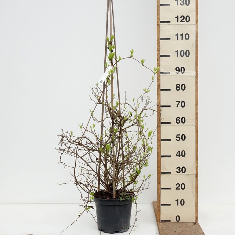 Spécimen de Kadsura japonica - Kadsura du Japon Pot de 6L/7L tel que livré au printemps