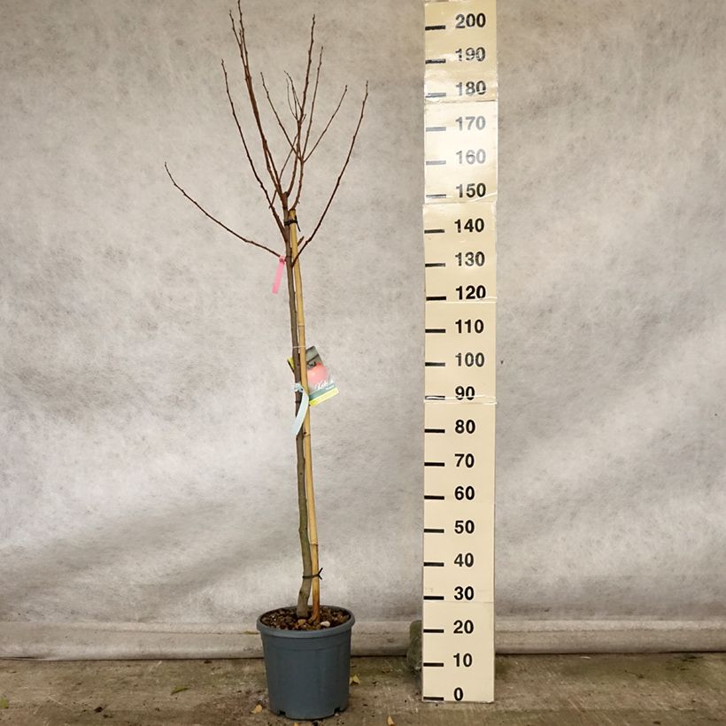 Spécimen de Kaki Muscat - Plaqueminier de Chine Pot de 12L/15L, Demi-Tige tel que livré en automne