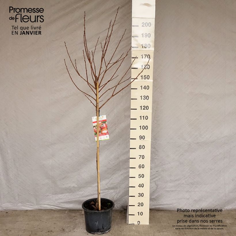 Spécimen de Kaki Muscat - Plaqueminier de Chine Pot de 12L/15L, Demi-Tige tel que livré en hiver