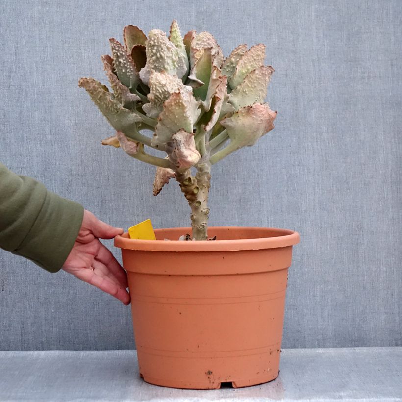 Spécimen de Kalanchoe beharensis Fang Pot de 7,5L/10L, 30/40 diamètre tel que livré en hiver