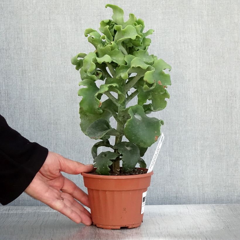 Spécimen de Kalanchoe beharensis Subnuda Pot de 12 cm / 13 cm tel que livré en automne