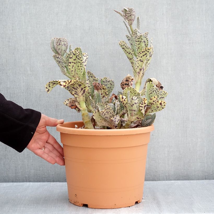 Spécimen de Kalanchoe marmorata - Kalanchoé marbré Pot de 7,5L/10L, 30/40 diamètre tel que livré en automne
