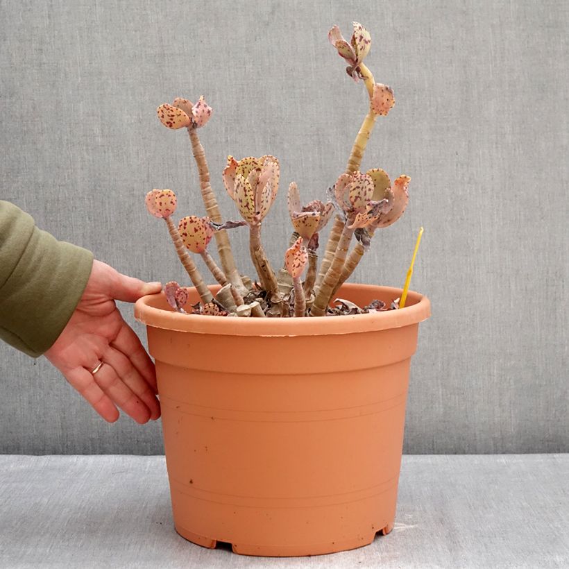 Spécimen de Kalanchoe marmorata - Kalanchoé marbré Pot de 7,5L/10L, 30/40 diamètre tel que livré en hiver