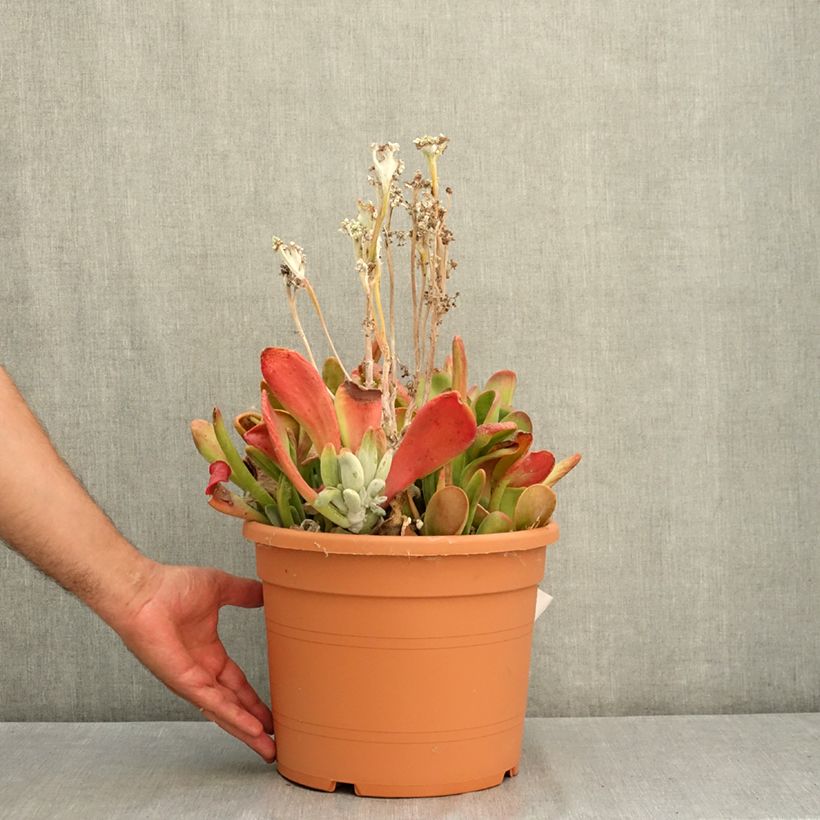 Spécimen de Kalanchoe Oricula Pot de 7,5L/10L tel que livré en été