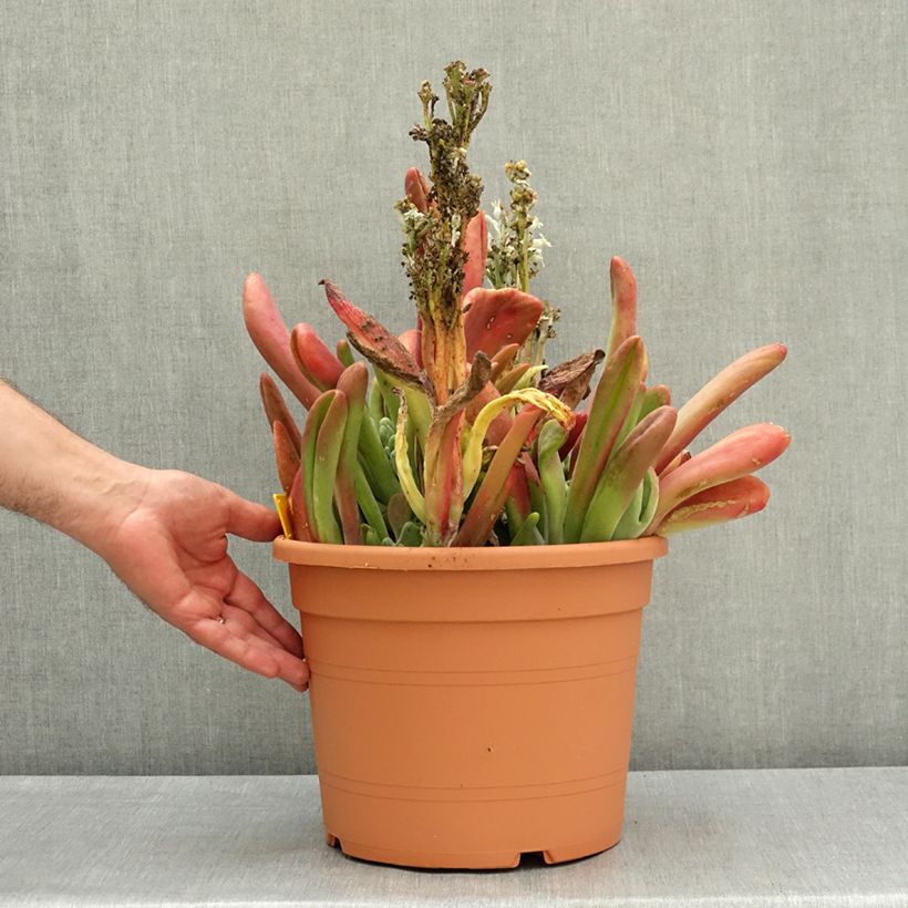 Spécimen de Kalanchoe Oricula Pot de 7,5L/10L tel que livré au printemps