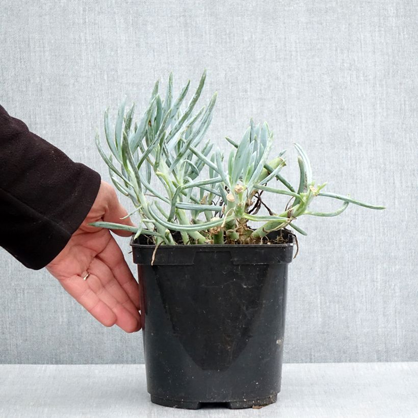 Spécimen de Kalanchoe thyrsiflora Bronze Sculpture - Kalanchoé à fleurs en thyrse Pot de 2L/3L tel que livré au printemps