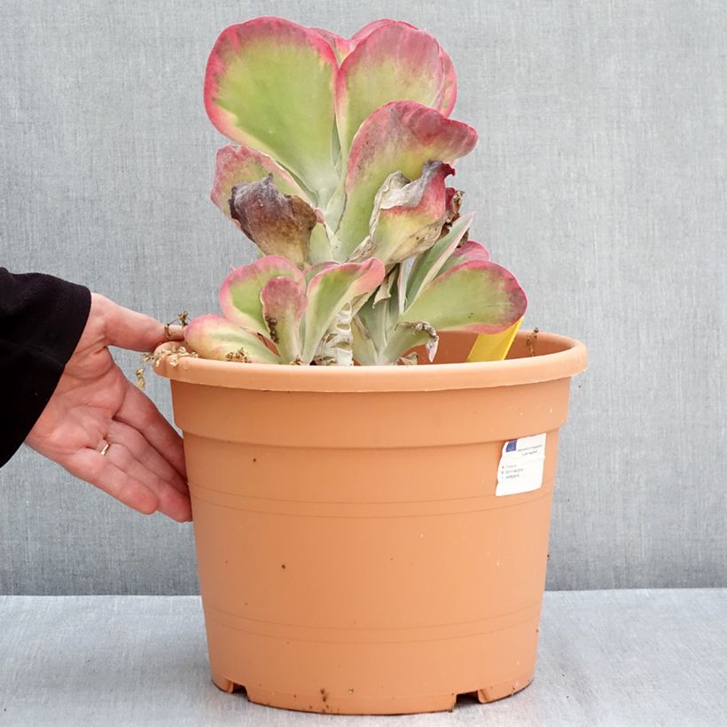 Spécimen de Kalanchoe thyrsiflora - Kalanchoé à thyrses Pot de 7,5L/10L, 20/30 diamètre tel que livré en automne