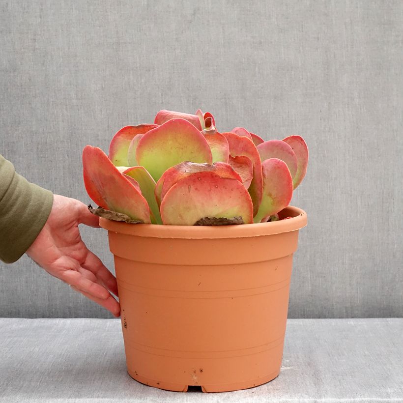 Spécimen de Kalanchoe thyrsiflora - Kalanchoé à thyrses Pot de 7,5L/10L, 20/30 diamètre tel que livré en hiver