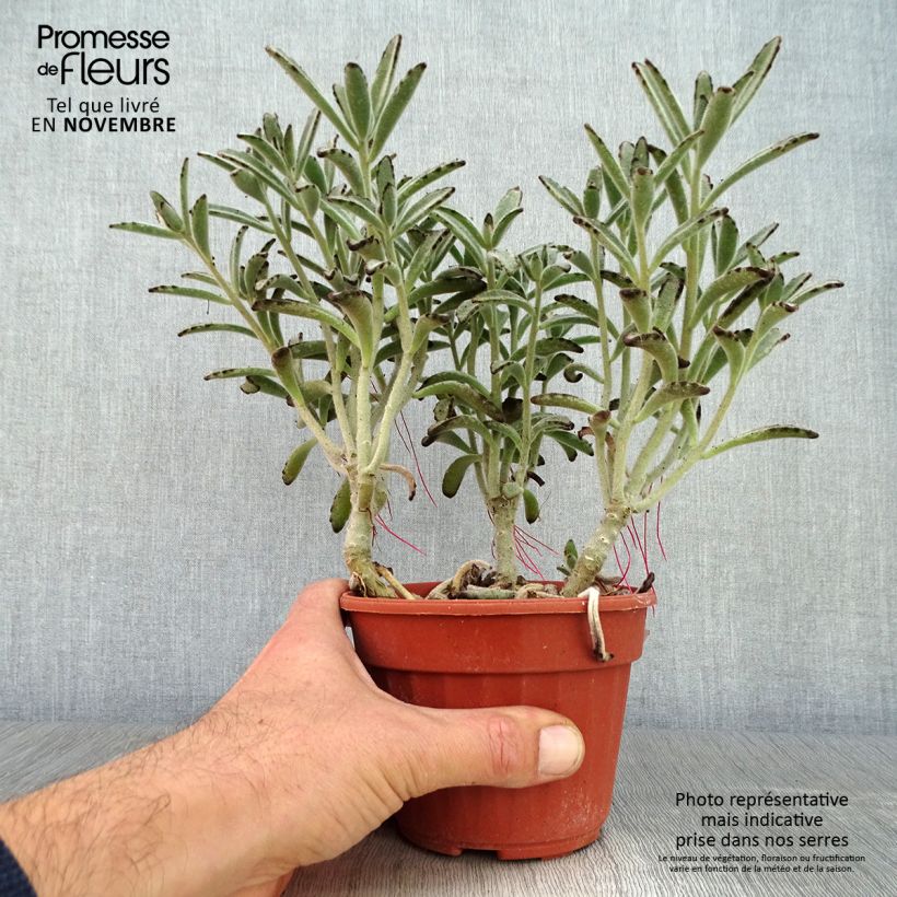 Spécimen de Kalanchoe tomentosa Pot de 12 cm / 13 cm tel que livré en automne