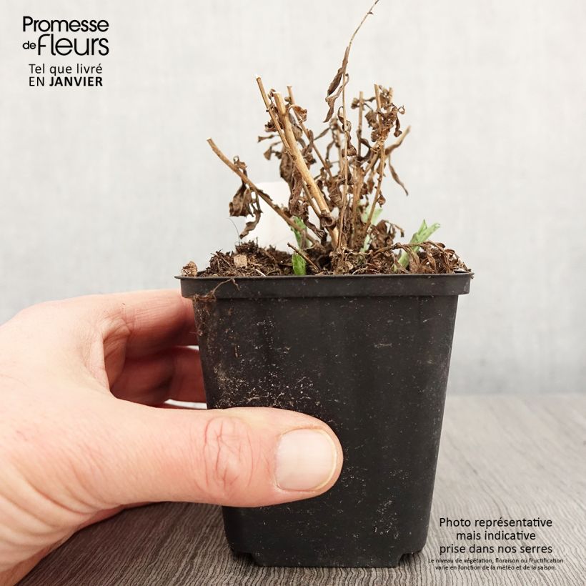 Spécimen de Kalimeris incisa Alba Godet de 8/9 cm tel que livré en hiver