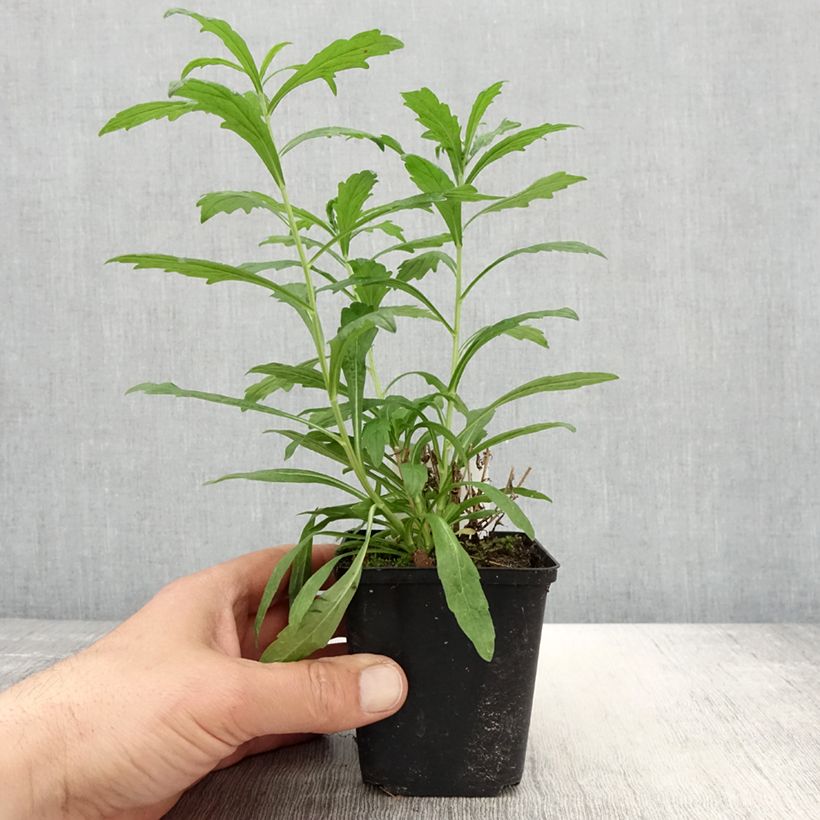 Kalimeris incisa Alba - Aster giapponese Vasetto da 8/9 cm esemplare consegnato in primavera