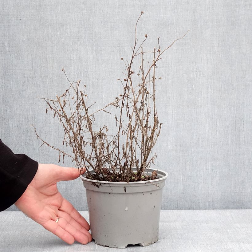 Spécimen de Kalimeris incisa Charlotte Pot de 2L/3L tel que livré en hiver