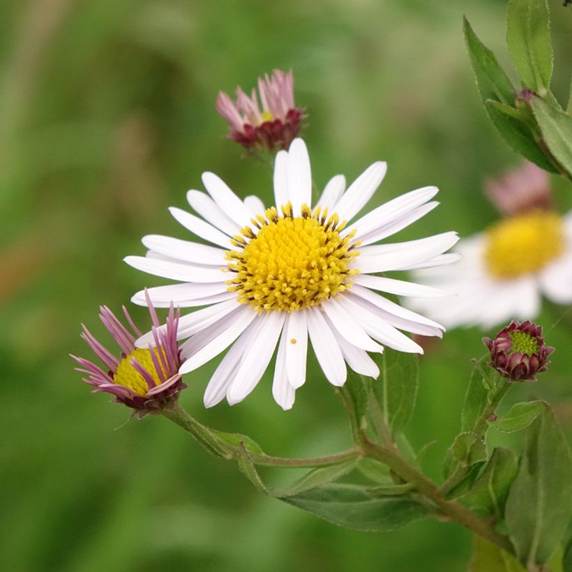 Kalimeris incisa Madiva (Floraison)