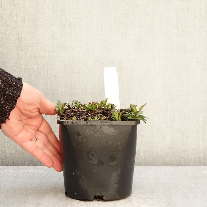 Amostra de Kalimeris incisa Nana Blue Vaso de 2 L/3 L tal como entregue no inverno