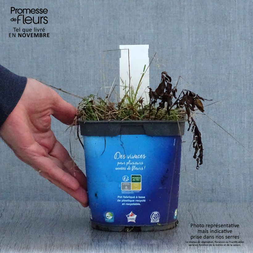 Spécimen de Kalimeris incisa Pot de 2L/3L tel que livré en automne