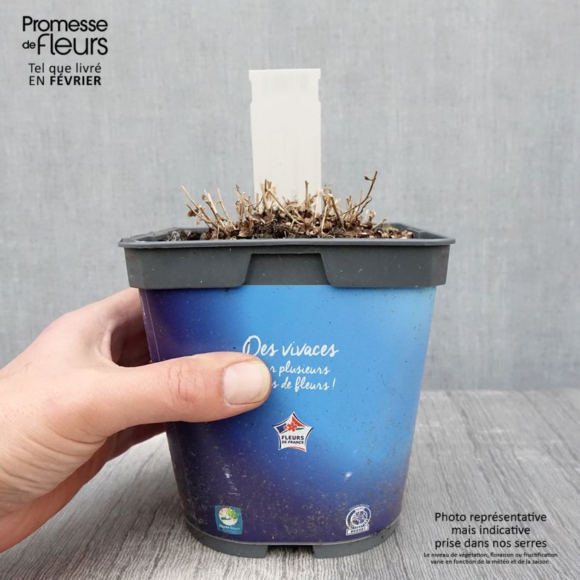 Spécimen de Kalimeris incisa Pot de 2L/3L tel que livré en hiver