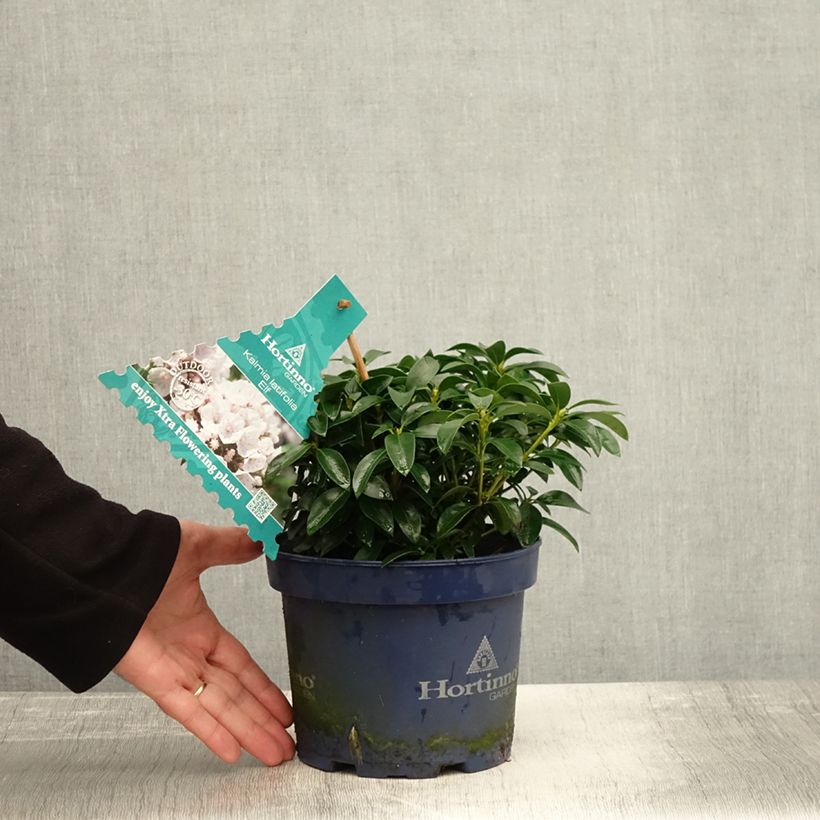 Spécimen de Kalmia latifolia Elf - Laurier des montagnes Pot de 3L/4L tel que livré en automne