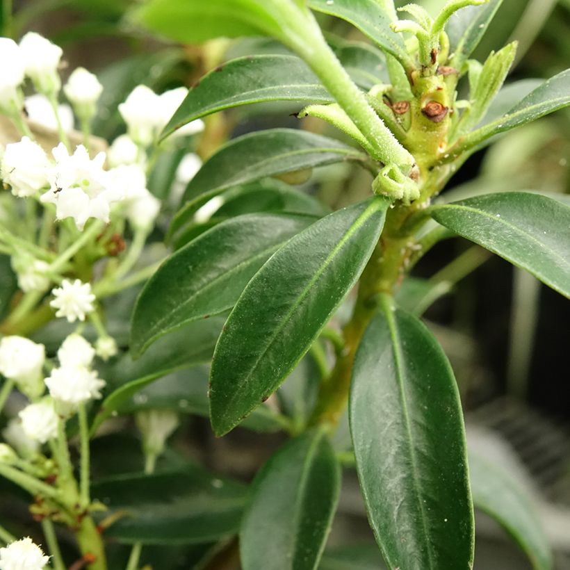 Kalmia latifolia Elf - Laurier des montagnes (Feuillage)
