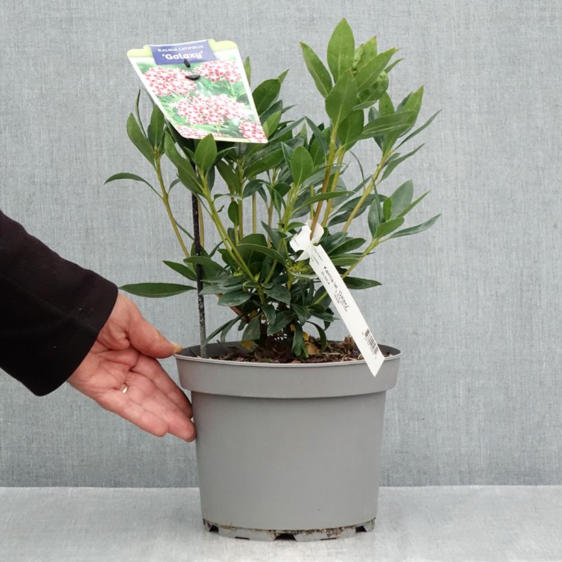 Spécimen de Kalmia latifolia Galaxy - Laurier des montagnes Pot de 4L/5L tel que livré en automne