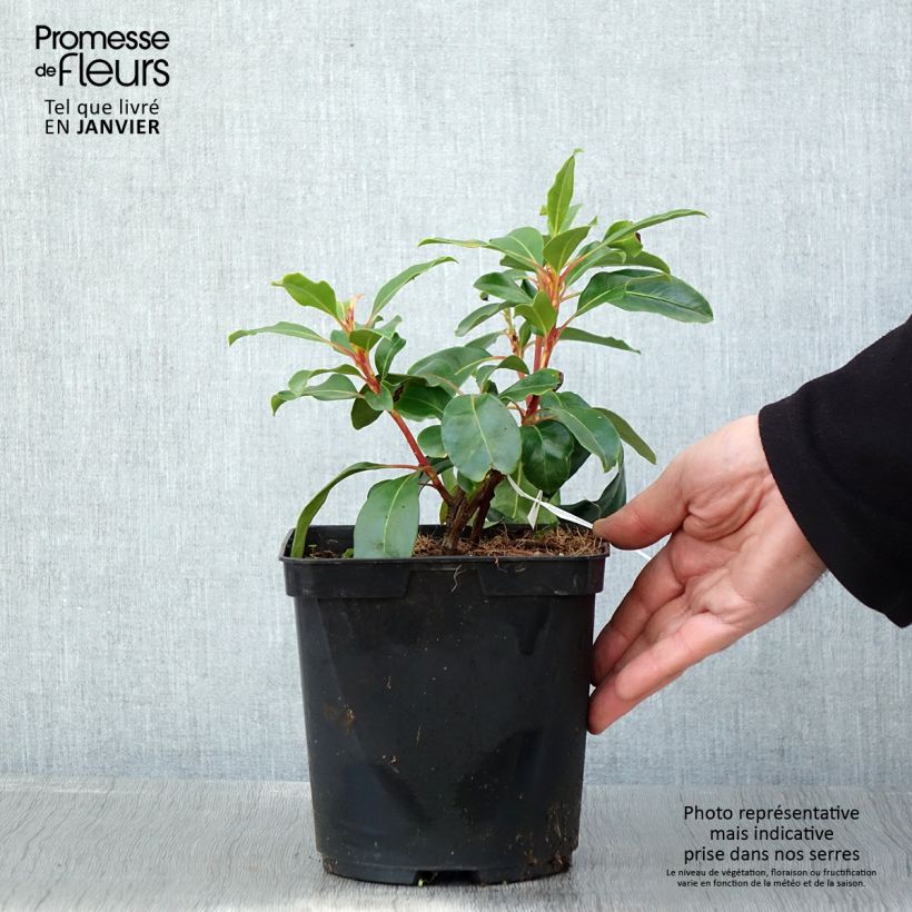 Spécimen de Kalmia latifolia Keepsake - Laurier des montagnes rouge et blanc Pot de 2L/3L tel que livré en hiver